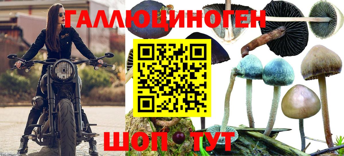 Шарыпово  закладки  Вход с VPN  Псилоцибиновые грибы GOLDEN TEACHER 